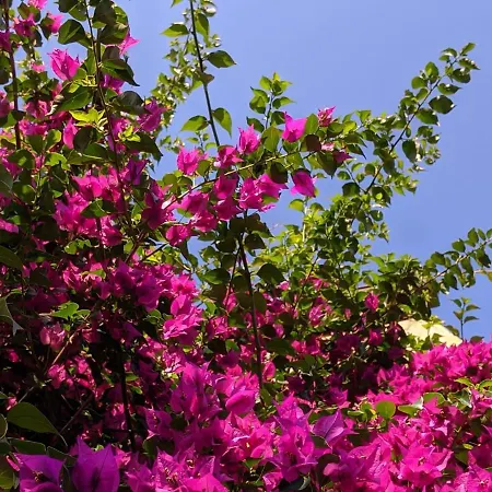 Bed and Breakfast Casa Marconi Πίζα