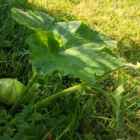 Couette-café Casa Marconi