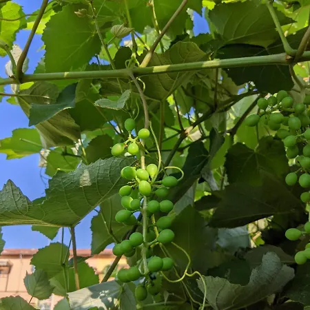 Casa Marconi Couette-café *